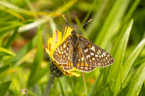 Alpine form of  Marsh fritillary (Euphydryas aurinia debilis) The alpine subspecies E. aurinia debilis has a darker pattern than its lowland brethren. Euphydryas aurinia,Geotagged,Italy,Marsh fritillary,Summer