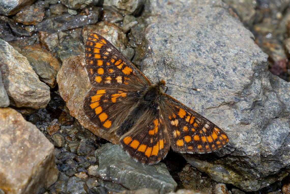 Euphydryas intermedia wolfensbergeri This species can be found in Russia and the Alps (there, especially the subspecies E. intermedia wolfensbergeri like this specimen). It is locally abundant, but limited to only a select few spots. Probably that&#039;s also the reason why it took us years to find it&hellip; Euphydryas intermedia,Geotagged,Italy,Summer