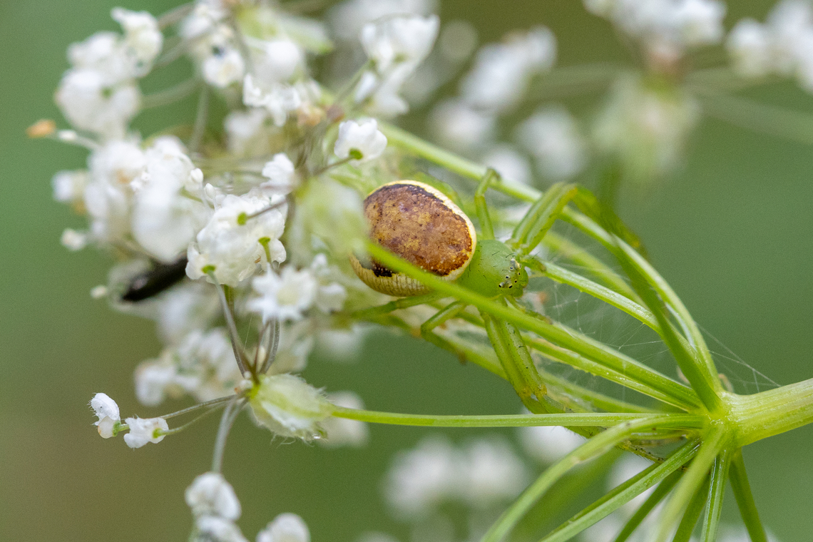 Green crab spider (Diaea dorsata) West of Brixen in South Tyrol, we followed a little stream up into a very &ldquo;romantic&quot; valley (dense, moist forest, interspersed with sunlit, open meadows). This rather common crab spider fascinated me because its legs were so perfectly matched to the flower umbel it was lurking in. Diaea dorsata,Geotagged,Italien,Italy,Spinne,Summer,Tiere,araña,spider