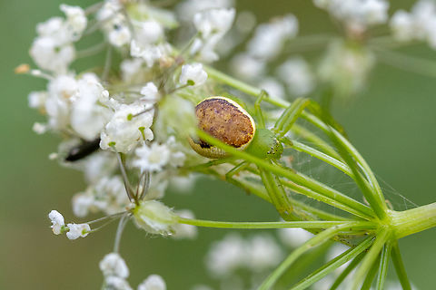 Green crab spider (Diaea dorsata) West of Brixen in South Tyrol, we followed a little stream up into a very &ldquo;romantic" valley (dense, moist forest, interspersed with sunlit, open meadows). This rather common crab spider fascinated me because its legs were so perfectly matched to the flower umbel it was lurking in. Diaea dorsata,Geotagged,Italien,Italy,Spinne,Summer,Tiere,ara&ntilde;a,spider