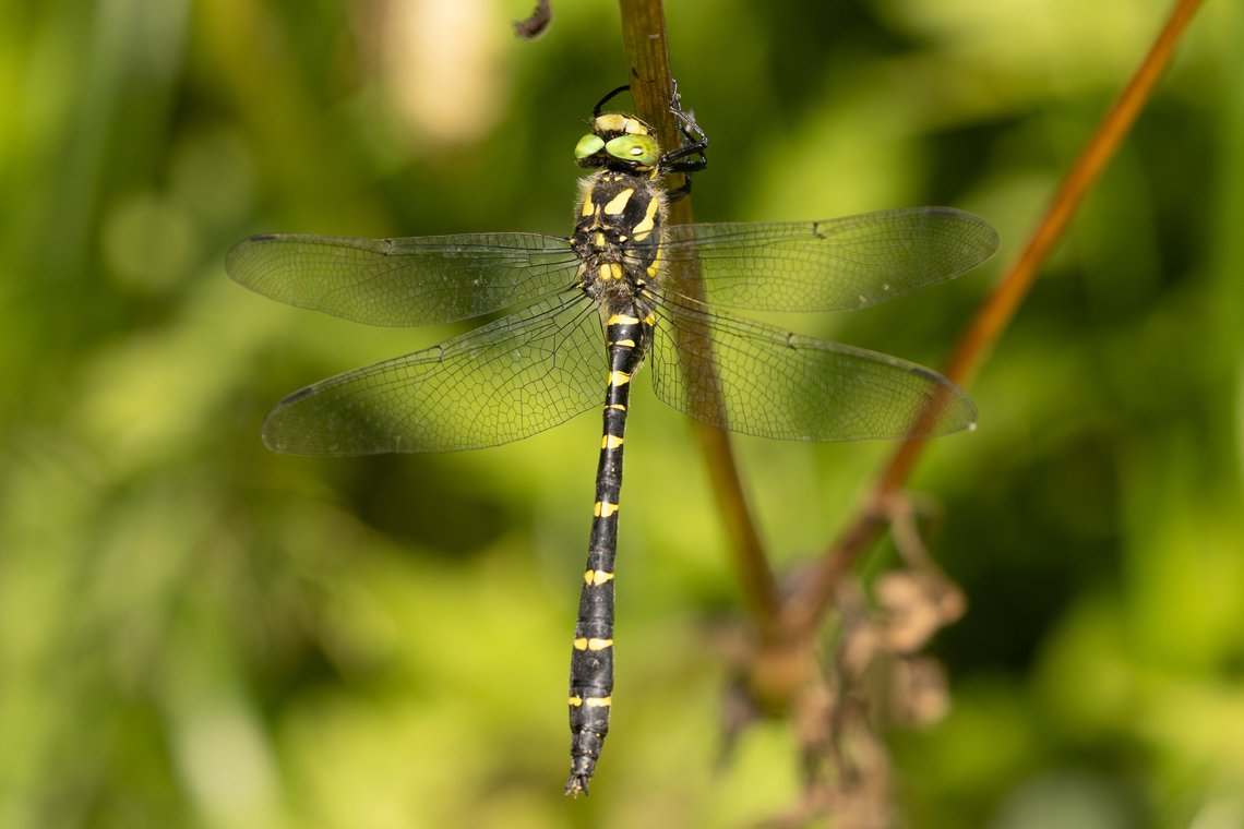 Sombre Goldenring (Cordulegaster bidentata) Another find from the &ldquo;romantic valley&rdquo; West of Brixen.<br />
<br />
This species of dragonfly is also known as Thecagaster bidentata. Cordulegaster bidentata,Geotagged,Insekt,Italien,Italy,Libelle,Sombre Goldenring,Summer