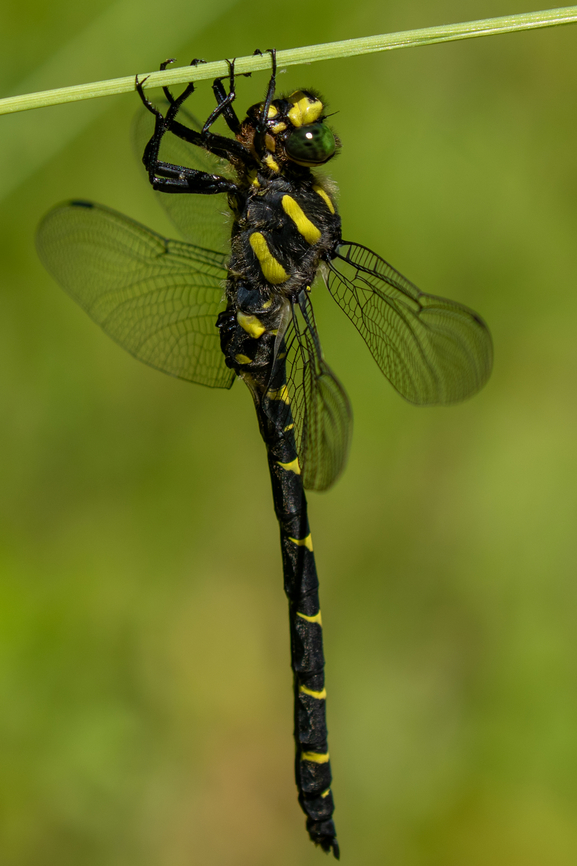 Sombre Goldenring (Cordulegaster bidentata) Since I just uploaded a picture of this species from South Tyrol, Italy, I realised that I had also encountered this majestic dragonfly closer to home, in the foothills 1 hour south of Munich. Cordulegaster bidentata,Geotagged,Germany,Sombre Goldenring,Summer