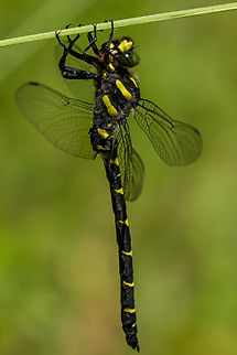 Sombre Goldenring (Cordulegaster bidentata) Since I just uploaded a picture of this species from South Tyrol, Italy, I realised that I had also encountered this majestic dragonfly closer to home, in the foothills 1 hour south of Munich. Cordulegaster bidentata,Geotagged,Germany,Sombre Goldenring,Summer
