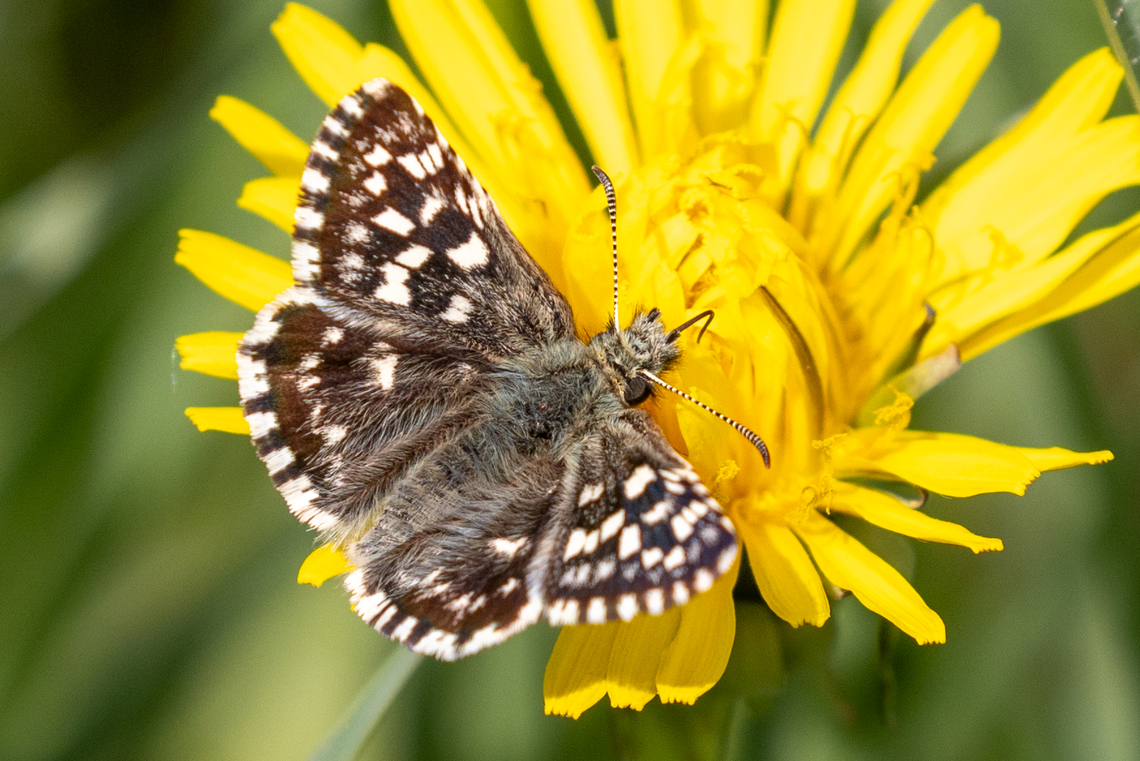 Grizzled skipper (Pyrgus malvae) From a chalk health habitat north-east of Munich, not far from the airport. Deutschland,Falter,Geotagged,Germany,Grizzled skipper,Insekt,Pyrgus malvae,Schmetterling,Spring,Tiere,butterfly,mariposa