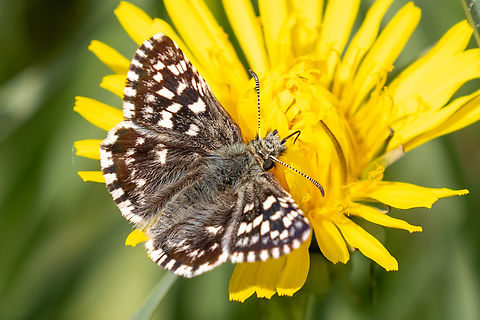 Grizzled skipper (Pyrgus malvae) From a chalk health habitat north-east of Munich, not far from the airport. Deutschland,Falter,Geotagged,Germany,Grizzled skipper,Insekt,Pyrgus malvae,Schmetterling,Spring,Tiere,butterfly,mariposa