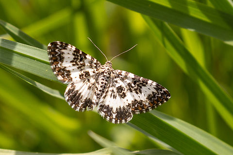 Epirrhoe tristata From a chalk health habitat north-east of Munich, not far from the airport. Deutschland,Epirrhoe tristata,Falter,Geotagged,Germany,Insekt,Schmetterling,Small argent and sable,Spring,Tiere,butterfly,mariposa