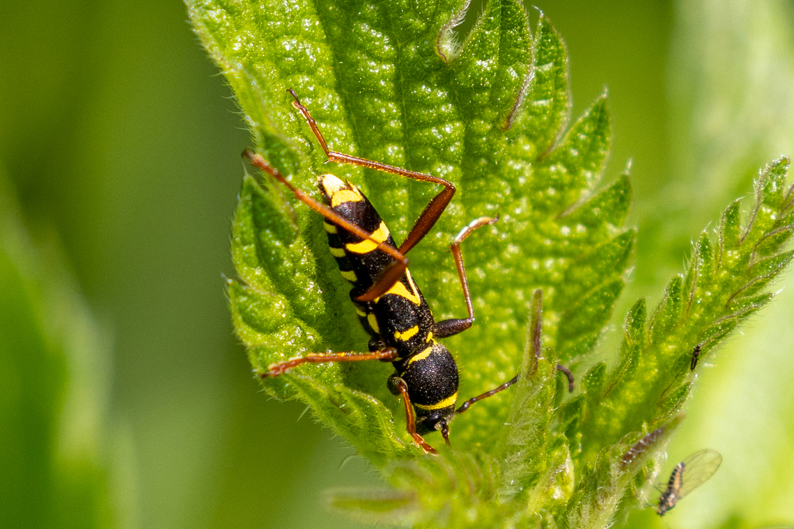 Clytus arietis From a chalk health habitat north-east of Munich, not far from the airport. Clytus arietis,Deutschland,Geotagged,Germany,Insekt,Käfer,Spring,Tiere,Wasp beetle