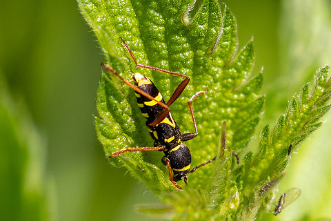 Clytus arietis From a chalk health habitat north-east of Munich, not far from the airport. Clytus arietis,Deutschland,Geotagged,Germany,Insekt,Käfer,Spring,Tiere,Wasp beetle