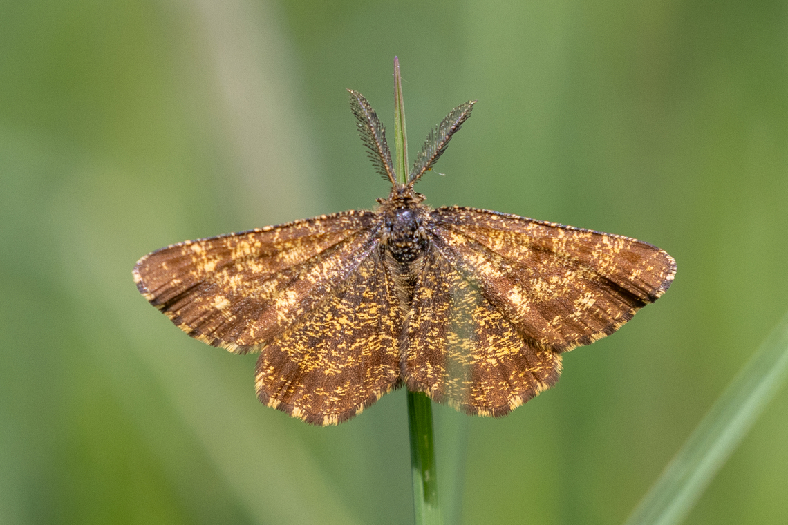 Ematurga atomaria From a chalk health habitat north-east of Munich, not far from the airport. Common Heath,Deutschland,Ematurga atomaria,Falter,Geotagged,Germany,Insekt,Schmetterling,Spring,Tiere,butterfly,mariposa