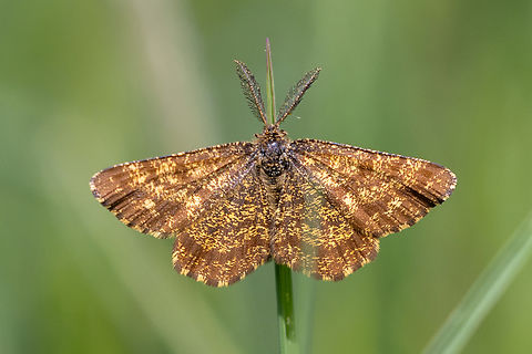 Ematurga atomaria From a chalk health habitat north-east of Munich, not far from the airport. Common Heath,Deutschland,Ematurga atomaria,Falter,Geotagged,Germany,Insekt,Schmetterling,Spring,Tiere,butterfly,mariposa