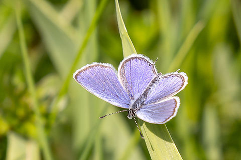 Cupido argiades From a chalk health habitat north-east of Munich, not far from the airport. Cupido argiades,Deutschland,Falter,Geotagged,Germany,Insekt,Schmetterling,Short-tailed blue,Spring,Tiere,butterfly,mariposa