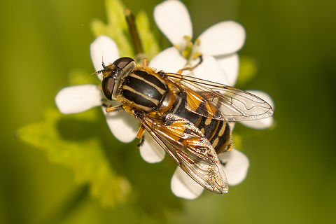 Helophilus pendulus Helophilus pendulus Deutschland,Fliege,Geotagged,Germany,Helophilus pendulus,Insekt,Spring,Sun Fly
