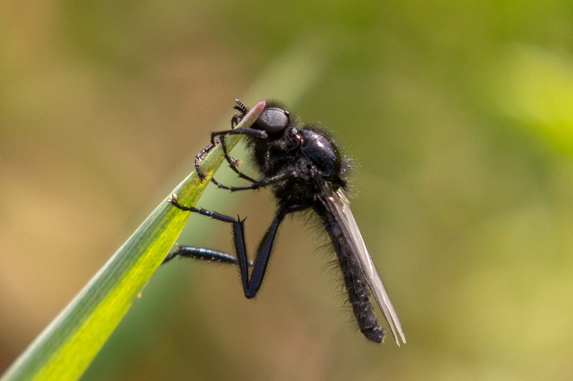 Bibio marci From a chalk health habitat north-east of Munich, not far from the airport. Bibio marci,Deutschland,Diptera,Geotagged,Germany,Insekt,Spring