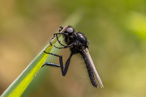 Bibio marci From a chalk health habitat north-east of Munich, not far from the airport. Bibio marci,Deutschland,Diptera,Geotagged,Germany,Insekt,Spring