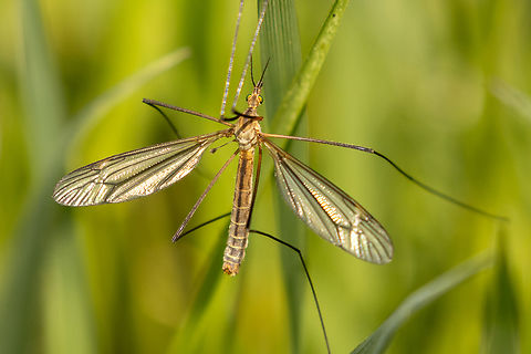 Tipula vernalis From a chalk health habitat north-east of Munich, not far from the airport. Deutschland,Geotagged,Germany,Insekt,Spring,Tipula vernalis,Tipulidae