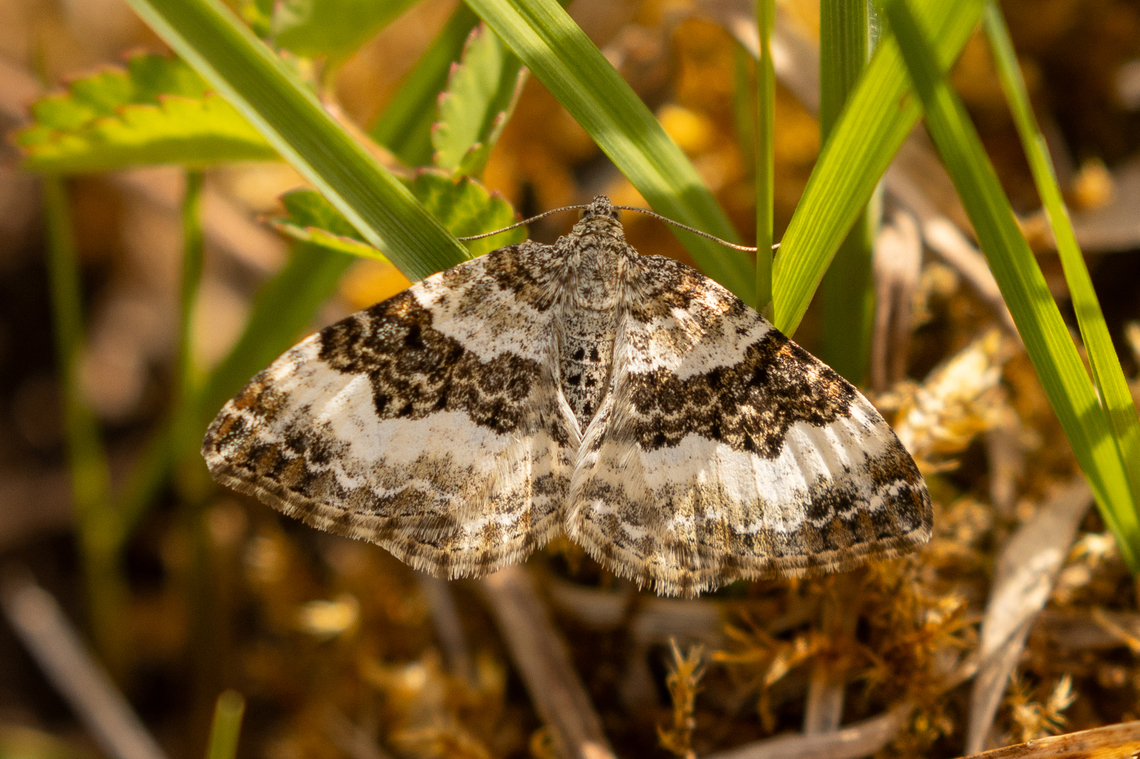 Epirrhoe alternata From a chalk health habitat north-east of Munich, not far from the airport. Common Carpet,Deutschland,Epirrhoe alternata,Falter,Geotagged,Germany,Insekt,Schmetterling,Spring,Tiere,butterfly,mariposa