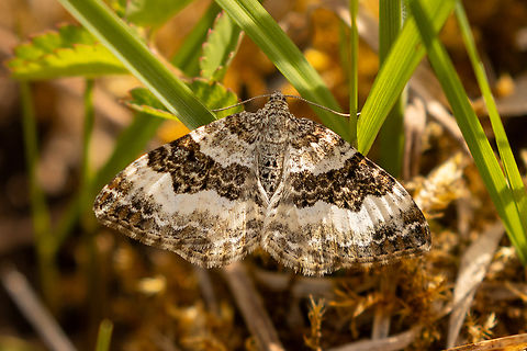 Epirrhoe alternata From a chalk health habitat north-east of Munich, not far from the airport. Common Carpet,Deutschland,Epirrhoe alternata,Falter,Geotagged,Germany,Insekt,Schmetterling,Spring,Tiere,butterfly,mariposa