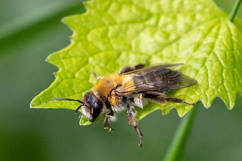 Grey-patched mining bee (Andrena nitida) Source: https://www.inaturalist.org/taxa/460837-Andrena-nitida

From a chalk health habitat north-east of Munich, not far from the airport. Andrena nitida,Biene,Deutschland,Geotagged,Germany,Grey-patched Mining Bee,Insekt,Spring