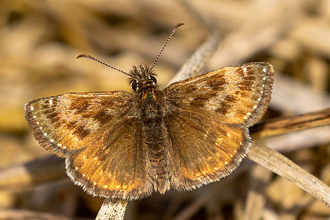 Erynnis tages From a chalk health habitat north-east of Munich, not far from the airport. Deutschland,Dingy skipper,Erynnis tages,Falter,Geotagged,Germany,Insekt,Schmetterling,Spring,Tiere,butterfly,mariposa