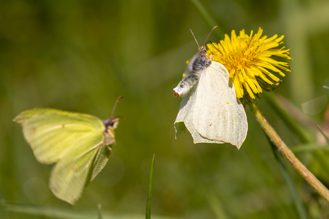 Courtship (Gonepteryx rhamni) From a chalk health habitat north-east of Munich, not far from the airport.<br />
<br />
A pair of Common brimstones following the call of nature. Common brimstone,Deutschland,Falter,Geotagged,Germany,Gonepteryx rhamni,Insekt,Schmetterling,Spring,Tiere,butterfly,mariposa