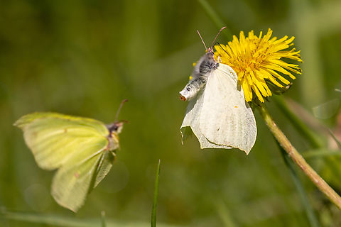 Courtship (Gonepteryx rhamni) From a chalk health habitat north-east of Munich, not far from the airport.

A pair of Common brimstones following the call of nature. Common brimstone,Deutschland,Falter,Geotagged,Germany,Gonepteryx rhamni,Insekt,Schmetterling,Spring,Tiere,butterfly,mariposa
