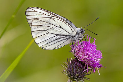 Black-veined white (Aporia crataegi) Near lake Pillersee in Tyrol, Austria Aporia crataegi,Austria,Black-veined white,Falter,Geotagged,Insekt,Schmetterling,Spring,Tiere,butterfly,mariposa,&Ouml;sterreich