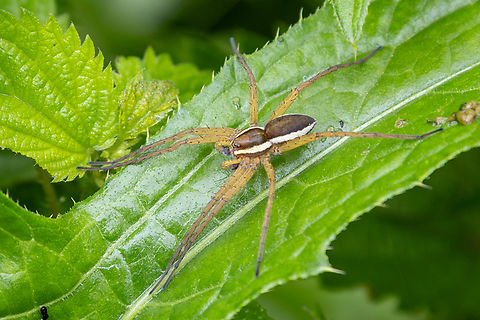 Raft spider (Dolomedes fimbriatus) Near lake Pillersee in Tyrol, Austria Austria,Dolomedes fimbriatus,Geotagged,Raft spider,Spinne,Spring,Tiere,araña,spider,Österreich