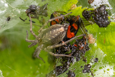 Funnel-web spider (Agelena labyrinthica) The funnels these spiders build are a common sight - but the spiders themselves are often hidden inside. This one was feeding off its most recent catch, a firebug as it seems.
Near lake Pillersee in Tyrol, Austria Agelena labyrinthica,Agelena labyrithica,Austria,Geotagged,Spinne,Spring,Tiere,araña,spider,Österreich