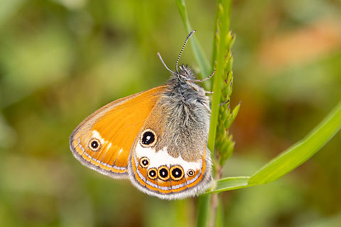 Pearly Heath (Coenonympha arcania) Near lake Pillersee in Tyrol, Austria Austria,Coenonympha arcania,Falter,Geotagged,Insekt,Pearly Heath,Schmetterling,Spring,Tiere,butterfly,mariposa,&Ouml;sterreich