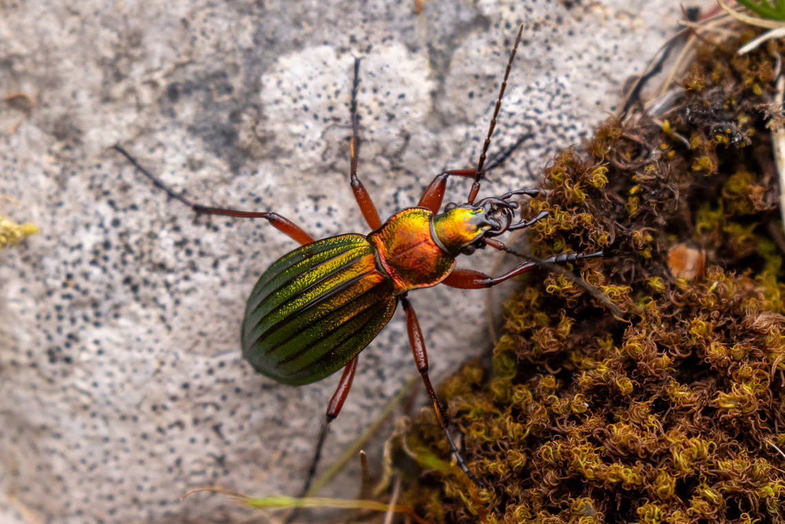 Carabus auronitens The second time in my life that I&#039;ve managed to spot this beautiful golden-sheen ground beetle.<br />
Near lake Pillersee in Tyrol, Austria Austria,Carabus auronitens,Geotagged,Insekt,Käfer,Spring,Tiere,Österreich