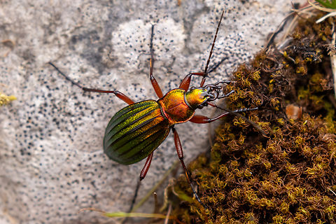 Carabus auronitens The second time in my life that I've managed to spot this beautiful golden-sheen ground beetle.
Near lake Pillersee in Tyrol, Austria Austria,Carabus auronitens,Geotagged,Insekt,Käfer,Spring,Tiere,Österreich