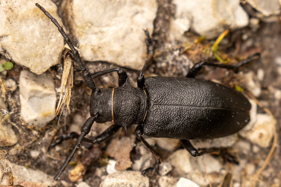 Weaver beetle (Lamia textor) Lucky find - siting right next to the steep path up a little valley, near lake Pillersee in Tyrol, Austria. Austria,Geotagged,Insekt,K&auml;fer,Lamia textor,Spring,Tiere,&Ouml;sterreich