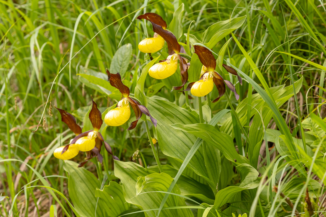 Yellow lady's slipper (Cypripedium calceolus) This orchid is stunningly beautiful and considered very rare. In the area around lake Pillersee in Tyrol, Austria, we saw it in 5 different location. This batch of 6 individuals was especially spectacular.<br />
(Note: location obscured, set to the center of the town of St. Ulrich) Austria,Cypripedium calceolus,Geotagged,Orchidee,Pflanze,Spring,Österreich