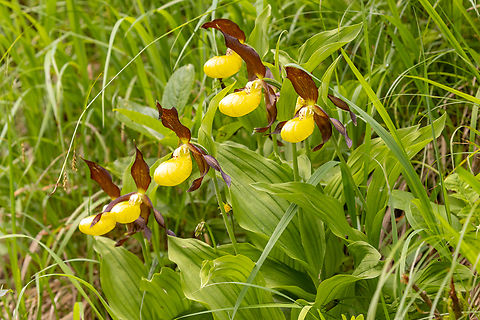 Yellow lady's slipper (Cypripedium calceolus) This orchid is stunningly beautiful and considered very rare. In the area around lake Pillersee in Tyrol, Austria, we saw it in 5 different location. This batch of 6 individuals was especially spectacular.
(Note: location obscured, set to the center of the town of St. Ulrich) Austria,Cypripedium calceolus,Geotagged,Orchidee,Pflanze,Spring,Österreich
