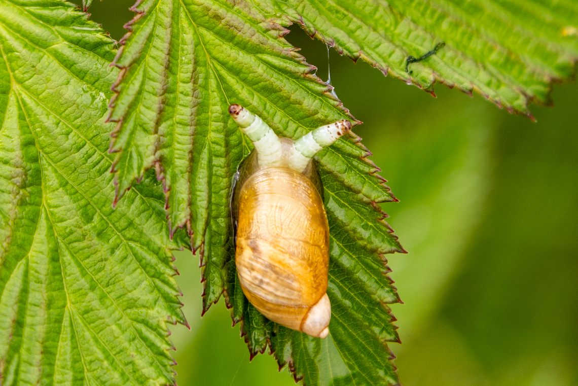 Snail infected with flatform (Leucochloridium paradoxum) This unfortunate snail is infected with a flatworm that cause its tentacles to become swollen and pulsating. The idea is to attract birds into eating the tentacles that contain the broodsac.<br />
<br />
A short clip of the pulsating tentacles can be seen here:<br />
<section class="video"><iframe width="448" height="282" src="https://www.youtube-nocookie.com/embed/lOl0yXZ2khE?hd=1&autoplay=0&rel=0" frameborder="0" allowfullscreen></iframe></section><br />
 Austria,Geotagged,Leucochloridium paradoxum,Spring