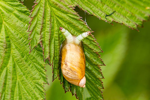 Snail infected with flatform (Leucochloridium paradoxum) This unfortunate snail is infected with a flatworm that cause its tentacles to become swollen and pulsating. The idea is to attract birds into eating the tentacles that contain the broodsac.

A short clip of the pulsating tentacles can be seen here:
https://youtu.be/lOl0yXZ2khE
 Austria,Geotagged,Leucochloridium paradoxum,Spring