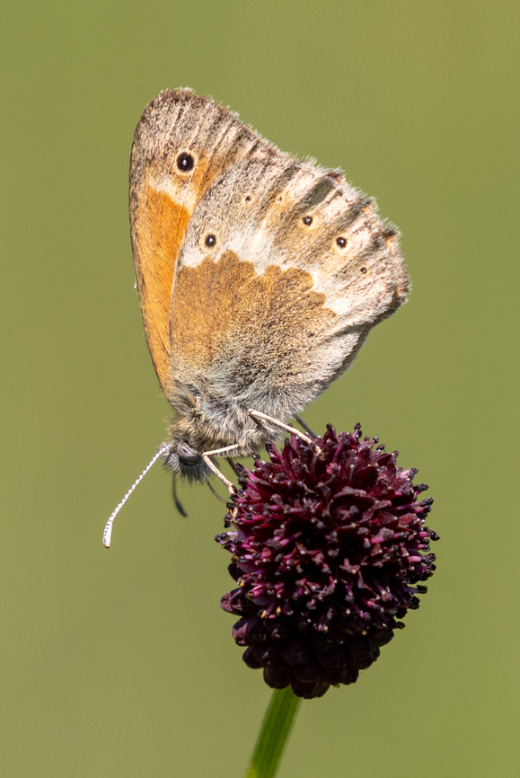 Large Heath (Coenonympha tullia) While the Large Heath is fairly common in North America, this species is considered rare in Germany, where it can be found in certain bogs and wetland meadows. Coenonympha tullia,Deutschland,Falter,Geotagged,Germany,Insekt,Large heath,Schmetterling,Spring,Tiere,butterfly,mariposa