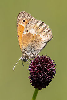 Large Heath (Coenonympha tullia) While the Large Heath is fairly common in North America, this species is considered rare in Germany, where it can be found in certain bogs and wetland meadows. Coenonympha tullia,Deutschland,Falter,Geotagged,Germany,Insekt,Large heath,Schmetterling,Spring,Tiere,butterfly,mariposa
