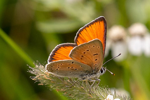 Purple-edged copper (Lycaena hippothoe ssp. eurydame) ♂ The Alpine form (subspecies) of the Purple-edged copper. Apparently, this was quite a lucky find, seeing it in the Biella region of Piemont, Italy. Falter,Geotagged,Insekt,Italien,Italy,Lycaena hippothoe,Purple-edged copper,Schmetterling,Summer,Tiere,butterfly,mariposa