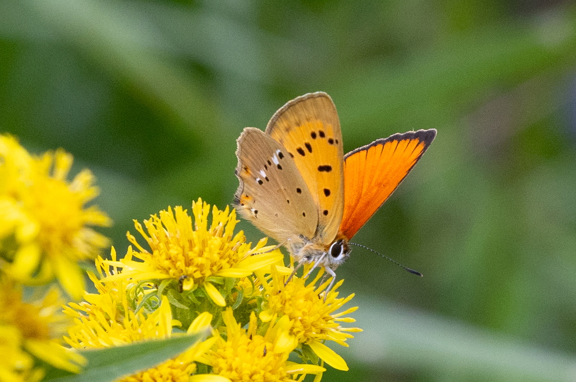 Scarce copper (Lycaena virgaureae) ♂ The bright orange colour that the males display is always a fine sight. This individual was basking in the afternoon sun on a mountain slope in the Biella region of Piemont, Italy. Geotagged,Italy,Lycaena virgaureae,Scarce copper,Summer