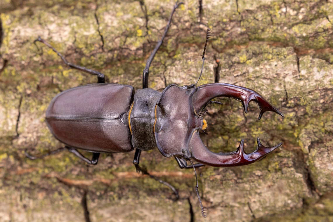 Colossal Stag Beetle (Lucanus cervus) ♂ My partner and me have spent countless summers (and Spring and Autumn times as well) in alpine habitats where stag beetles occur - in theory.<br />
But it wasn&#039;t until this happy day, walking through the &quot;Riserva Naturale Orientata delle Baragge&quot; near Biella in Piemont, Italy, that we encountered one of these beauties. In compensation for years of hoping, we found a colossal veteran that reached at least 10 cm in length (including the &quot;antlers&quot;). I never imagined they could get so big! We found it sitting on a broken off branch of an old oak tree. Under that same oak, on the ground, we also found the remains of another male stage beetle with considerably smaller &quot;antlers&quot;.<br />
<br />
This titan of stag beetle probably sired countless offspring and was the champion of many a fierce duel. Note that it was already missing its left foremost leg:<br />
<br />
<figure class="photo"><a href="https://www.jungledragon.com/image/170138/stag_beetle_frontal_view_lucanus_cervus.html" title="Stag Beetle, frontal view (Lucanus cervus)"><img src="https://s3.amazonaws.com/media.jungledragon.com/images/8383/170138_thumb.jpg?AWSAccessKeyId=05GMT0V3GWVNE7GGM1R2&Expires=1767225610&Signature=EqXeBAqaLGdsjc1Q%2BYmhx3ciXZw%3D" width="200" height="134" alt="Stag Beetle, frontal view (Lucanus cervus) A colossal stag beetle, up close. Note the missing fore-leg on the left.<br />
<br />
For the whole story, see https://www.jungledragon.com/image/170137/lucanus_cervus.html Geotagged,Insekt,Italien,Italy,K&auml;fer,Lucanus cervus,Stag beetle,Summer,Tiere" /></a></figure><br />
<br />
 Geotagged,Insekt,Italien,Italy,Käfer,Lucanus cervus,Stag beetle,Summer,Tiere