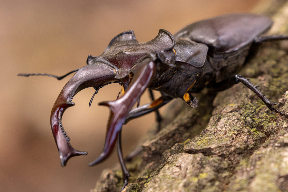 Stag Beetle, frontal view (Lucanus cervus) A colossal stag beetle, up close. Note the missing fore-leg on the left.<br />
<br />
For the whole story, see <figure class="photo"><a href="https://www.jungledragon.com/image/170137/colossal_stag_beetle_lucanus_cervus_.html" title="Colossal Stag Beetle (Lucanus cervus) ♂"><img src="https://s3.amazonaws.com/media.jungledragon.com/images/8383/170137_thumb.jpg?AWSAccessKeyId=05GMT0V3GWVNE7GGM1R2&Expires=1759968010&Signature=N6ojV6KVV8fS9pnchYeMSiWXGzU%3D" width="200" height="134" alt="Colossal Stag Beetle (Lucanus cervus) ♂ My partner and me have spent countless summers (and Spring and Autumn times as well) in alpine habitats where stag beetles occur - in theory.<br />
But it wasn&#039;t until this happy day, walking through the &quot;Riserva Naturale Orientata delle Baragge&quot; near Biella in Piemont, Italy, that we encountered one of these beauties. In compensation for years of hoping, we found a colossal veteran that reached at least 10 cm in length (including the &quot;antlers&quot;). I never imagined they could get so big! We found it sitting on a broken off branch of an old oak tree. Under that same oak, on the ground, we also found the remains of another male stage beetle with considerably smaller &quot;antlers&quot;.<br />
<br />
This titan of stag beetle probably sired countless offspring and was the champion of many a fierce duel. Note that it was already missing its left foremost leg:<br />
<br />
https://www.jungledragon.com/image/170138/lucanus_cervus.html<br />
<br />
 Geotagged,Insekt,Italien,Italy,K&auml;fer,Lucanus cervus,Stag beetle,Summer,Tiere" /></a></figure> Geotagged,Insekt,Italien,Italy,Käfer,Lucanus cervus,Stag beetle,Summer,Tiere