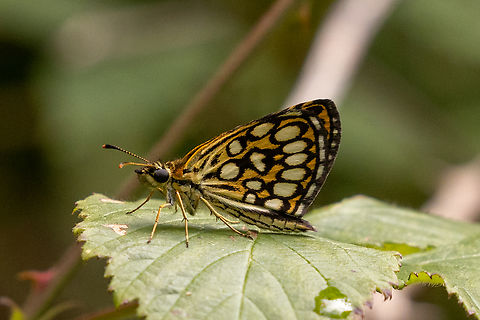 Large checkered skipper (Heteropterus morpheus) Seen in abundance in the "Riserva Naturale Orientata delle Baragge" near Biella in Piemont, Italy.
As Ferdy already wrote under another finding of this species: it flies as if drunk - a droll sight.
Falter,Geotagged,Heteropterus morpheus,Insekt,Italien,Italy,Large chequered skipper,Schmetterling,Summer,Tiere,butterfly,mariposa