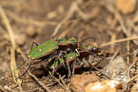 Green tiger beetles, copula (Cicindela campestris) Two green tiger beetles in the act of ensuring the survival of the species&hellip;
Note that the male is holding on to the female via its mandibles.
From Bielmonte in the Biella region of Piemont, Italy. Cicindela campestris,Geotagged,Green Tiger Beetle,Insekt,Italien,Italy,K&auml;fer,Summer,Tiere