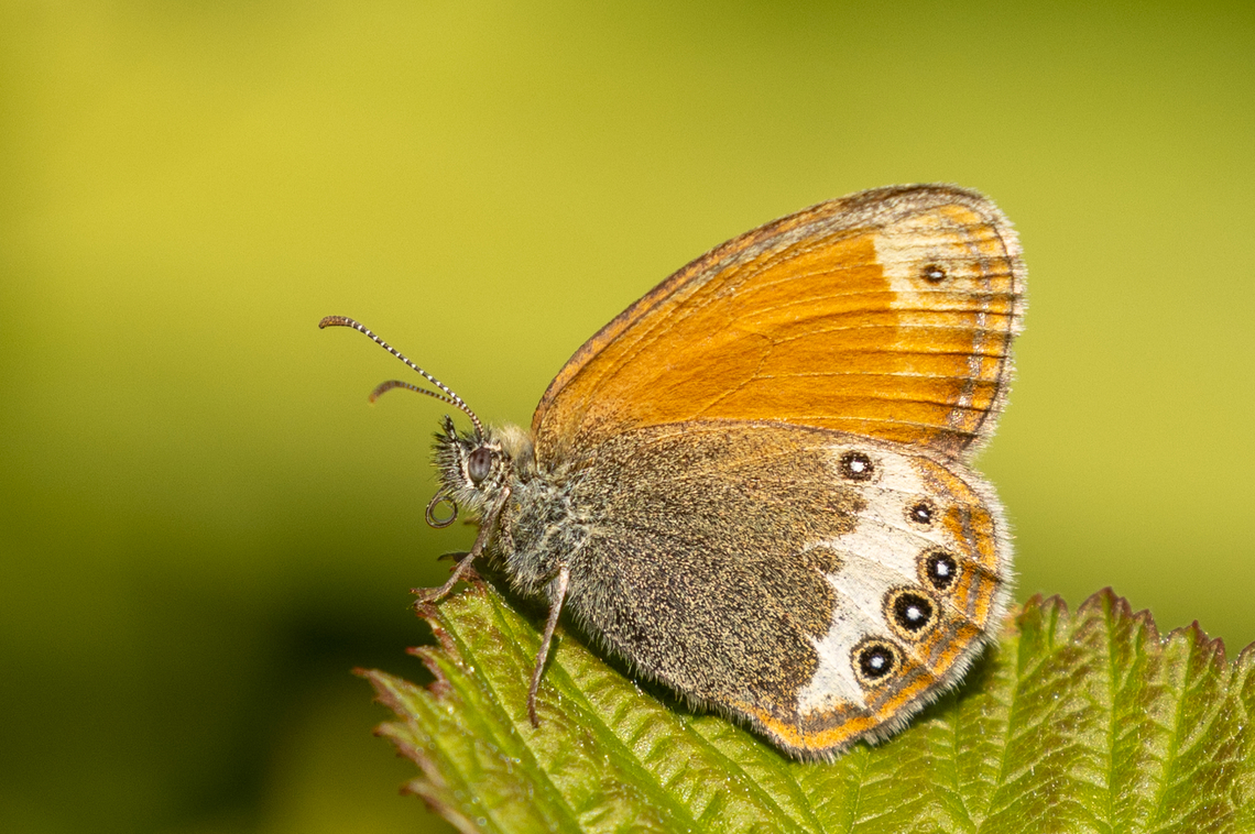 Darwin's Alpine Heath (Coenonympha darwiniana) Until some 10-15 years ago, this would have been considered Coenonympha gardetta (also called Alpine Heath as common name). However, recent studies have agreed to consider this a species on its own. It is only found on the South side of the Alps.<br />
<br />
In the Biella region of Piemont, Italy, they are quite abundant.<br />
<br />
Further info<br />
* In German: <a href="https://lepiforum.org/wiki/page/Coenonympha_darwiniana" rel="nofollow">https://lepiforum.org/wiki/page/Coenonympha_darwiniana</a><br />
* In Italian: <a href="https://www.farfalleitalia.it/sito/972/index.php" rel="nofollow">https://www.farfalleitalia.it/sito/972/index.php</a><br />
* In English: <a href="http://www.pyrgus.de/Coenonympha_darwiniana_en.html" rel="nofollow">http://www.pyrgus.de/Coenonympha_darwiniana_en.html</a><br />
<br />
For reference, here's a shot of C. gardetta:<br />
<figure class="photo"><a href="https://www.jungledragon.com/image/170223/alpine_heath_coenonympha_gardetta.html" title="Alpine Heath (Coenonympha gardetta)"><img src="https://s3.amazonaws.com/media.jungledragon.com/images/8383/170223_thumb.jpg?AWSAccessKeyId=05GMT0V3GWVNE7GGM1R2&Expires=1770854410&Signature=FyWGIlQ%2F9VweAco8OvjWJTqUJO0%3D" width="200" height="134" alt="Alpine Heath (Coenonympha gardetta) After I wrote the description about (Darwin's) Alpine Heath, I realized that there was yet no example of C. gardetta present here, so I quickly checked my archives for a finding from the Bergamo region of the Italian Alps two years ago.<br />
<br />
Even though the two species seem to be considered as one here, recent literature disagrees.<br />
Further information:<br />
* In German: https://lepiforum.org/wiki/page/Coenonympha_gardetta<br />
* In Italian: https://www.farfalleitalia.it/sito/973/index.php<br />
* In English: http://www.pyrgus.de/Coenonympha_gardetta_en.html<br />
<br />
For reference, here's a shot og C. darwiniana<br />
https://www.jungledragon.com/image/170222/coenonympha_darwiniana.html Alpine heath,Coenonympha gardetta,Geotagged,Italy,Summer" /></a></figure> Alpine heath,Coenonympha darwiniana,Coenonympha gardetta,Darwin's Heath,Falter,Geotagged,Insekt,Italien,Italy,Schmetterling,Summer,Tiere,butterfly,mariposa