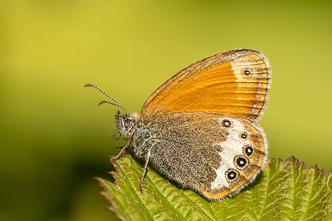 Darwin's Alpine Heath (Coenonympha darwiniana) Until some 10-15 years ago, this would have been considered Coenonympha gardetta (also called Alpine Heath as common name). However, recent studies have agreed to consider this a species on its own. It is only found on the South side of the Alps.

In the Biella region of Piemont, Italy, they are quite abundant.

Further info
* In German: https://lepiforum.org/wiki/page/Coenonympha_darwiniana
* In Italian: https://www.farfalleitalia.it/sito/972/index.php
* In English: http://www.pyrgus.de/Coenonympha_darwiniana_en.html

For reference, here's a shot of C. gardetta:
https://www.jungledragon.com/image/170223/coenonympha_gardetta.html Alpine heath,Coenonympha darwiniana,Coenonympha gardetta,Darwin's Heath,Falter,Geotagged,Insekt,Italien,Italy,Schmetterling,Summer,Tiere,butterfly,mariposa
