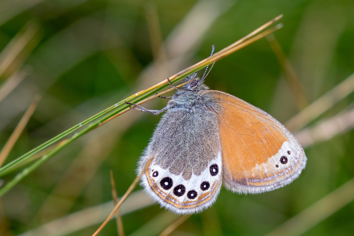 Alpine Heath (Coenonympha gardetta) After I wrote the description about (Darwin's) Alpine Heath, I realized that there was yet no example of C. gardetta present here, so I quickly checked my archives for a finding from the Bergamo region of the Italian Alps two years ago.<br />
<br />
Even though the two species seem to be considered as one here, recent literature disagrees.<br />
Further information:<br />
* In German: <a href="https://lepiforum.org/wiki/page/Coenonympha_gardetta" rel="nofollow">https://lepiforum.org/wiki/page/Coenonympha_gardetta</a><br />
* In Italian: <a href="https://www.farfalleitalia.it/sito/973/index.php" rel="nofollow">https://www.farfalleitalia.it/sito/973/index.php</a><br />
* In English: <a href="http://www.pyrgus.de/Coenonympha_gardetta_en.html" rel="nofollow">http://www.pyrgus.de/Coenonympha_gardetta_en.html</a><br />
<br />
For reference, here's a shot og C. darwiniana<br />
<figure class="photo"><a href="https://www.jungledragon.com/image/170222/darwins_alpine_heath_coenonympha_darwiniana.html" title="Darwin's Alpine Heath (Coenonympha darwiniana)"><img src="https://s3.amazonaws.com/media.jungledragon.com/images/8383/170222_thumb.jpg?AWSAccessKeyId=05GMT0V3GWVNE7GGM1R2&Expires=1770854410&Signature=2oBVsbtw3r375yVpWTCxbjfGPlc%3D" width="200" height="134" alt="Darwin's Alpine Heath (Coenonympha darwiniana) Until some 10-15 years ago, this would have been considered Coenonympha gardetta (also called Alpine Heath as common name). However, recent studies have agreed to consider this a species on its own. It is only found on the South side of the Alps.<br />
<br />
In the Biella region of Piemont, Italy, they are quite abundant.<br />
<br />
Further info<br />
* In German: https://lepiforum.org/wiki/page/Coenonympha_darwiniana<br />
* In Italian: https://www.farfalleitalia.it/sito/972/index.php<br />
* In English: http://www.pyrgus.de/Coenonympha_darwiniana_en.html<br />
<br />
For reference, here's a shot of C. gardetta:<br />
https://www.jungledragon.com/image/170223/coenonympha_gardetta.html Alpine heath,Coenonympha darwiniana,Coenonympha gardetta,Darwin's Heath,Falter,Geotagged,Insekt,Italien,Italy,Schmetterling,Summer,Tiere,butterfly,mariposa" /></a></figure> Alpine heath,Coenonympha gardetta,Geotagged,Italy,Summer