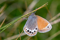 Alpine Heath (Coenonympha gardetta) After I wrote the description about (Darwin's) Alpine Heath, I realized that there was yet no example of C. gardetta present here, so I quickly checked my archives for a finding from the Bergamo region of the Italian Alps two years ago.<br />
<br />
Even though the two species seem to be considered as one here, recent literature disagrees.<br />
Further information:<br />
* In German: https://lepiforum.org/wiki/page/Coenonympha_gardetta<br />
* In Italian: https://www.farfalleitalia.it/sito/973/index.php<br />
* In English: http://www.pyrgus.de/Coenonympha_gardetta_en.html<br />
<br />
For reference, here's a shot og C. darwiniana<br />
https://www.jungledragon.com/image/170222/coenonympha_darwiniana.html Alpine heath,Coenonympha gardetta,Geotagged,Italy,Summer