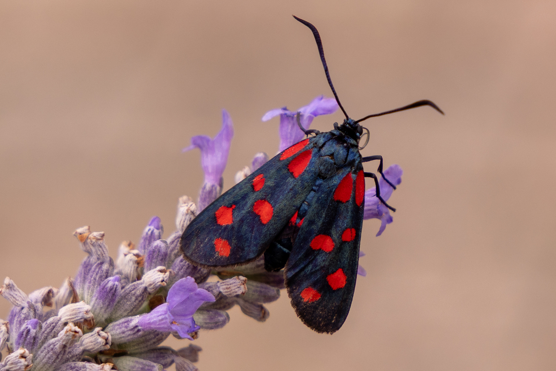 Zygaena transalpina There does not seem to exist a common name in English - I would call it something like the &ldquo;Alpine six-spot burnet&rdquo;.<br />
It it quite similar in appearance to the six-spot burnet (Zygaena filipendulae), but has a sharper separation of the six red dots, and a clearer red area with a sharp separation to the black fringe on the underwing (not seen in this picture, obviously).<br />
<br />
For comparison, the dots on Z. filipendulae are often less clearly separated:<br />
<figure class="photo"><a href="https://www.jungledragon.com/image/1946/the_six-spot_burnet_-_zygaena_filipendulae.html" title="The Six-spot Burnet - Zygaena filipendulae"><img src="https://s3.amazonaws.com/media.jungledragon.com/images/21/1946_thumb.jpg?AWSAccessKeyId=05GMT0V3GWVNE7GGM1R2&Expires=1759968010&Signature=J2y7F1QyGS%2BQwiaDyyZVQ4CgOzU%3D" width="200" height="134" alt="The Six-spot Burnet - Zygaena filipendulae The Six-spot Burnet is found throughout Europe. They are day-flying insects and they are brightly coloured. Geotagged,Insects,Macro,Moth,Six-spot Burnet,The Netherlands,Zygaena filipendulae" /></a></figure><br />
or<br />
<figure class="photo"><a href="https://www.jungledragon.com/image/126247/six-spot_burnet_-_zygaena_filipendulae.html" title="Six-spot burnet - Zygaena filipendulae"><img src="https://s3.amazonaws.com/media.jungledragon.com/images/2298/126247_thumb.JPG?AWSAccessKeyId=05GMT0V3GWVNE7GGM1R2&Expires=1759968010&Signature=XBx3CADJzbumA8Yu%2Bfl%2Fj1%2BsiZw%3D" width="200" height="158" alt="Six-spot burnet - Zygaena filipendulae Blanc-Nez, France (July, 2016).  France,Geotagged,Six-spot burnet,Summer,Zygaena filipendulae" /></a></figure> Deutschland,Falter,Geotagged,Insekt,Italy,Schmetterling,Summer,Tiere,Zygaena transalpina,butterfly,mariposa