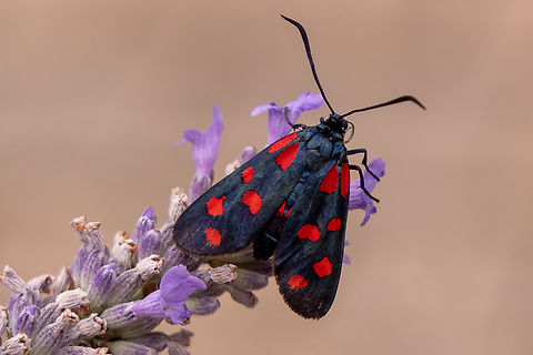 Zygaena transalpina There does not seem to exist a common name in English - I would call it something like the “Alpine six-spot burnet”.
It it quite similar in appearance to the six-spot burnet (Zygaena filipendulae), but has a sharper separation of the six red dots, and a clearer red area with a sharp separation to the black fringe on the underwing (not seen in this picture, obviously).

For comparison, the dots on Z. filipendulae are often less clearly separated:
https://www.jungledragon.com/image/1946/the_six-spot_burnet_-_zygaena_filipendulae.html
or
https://www.jungledragon.com/image/126247/six-spot_burnet_-_zygaena_filipendulae.html Deutschland,Falter,Geotagged,Insekt,Italy,Schmetterling,Summer,Tiere,Zygaena transalpina,butterfly,mariposa
